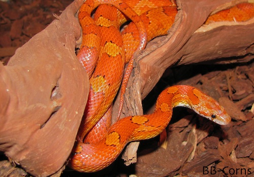 Atsila