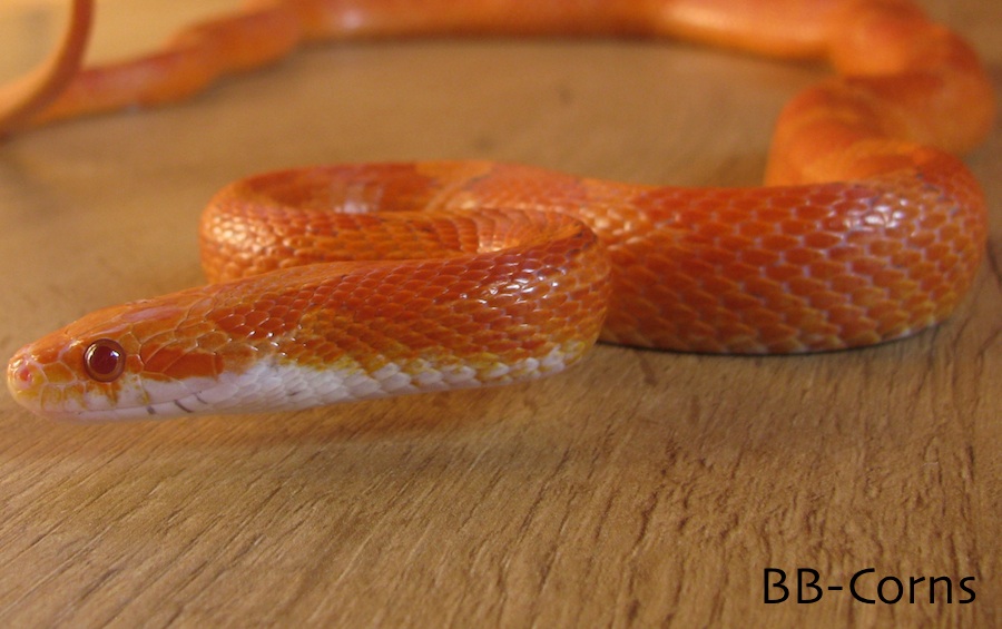 Balrog