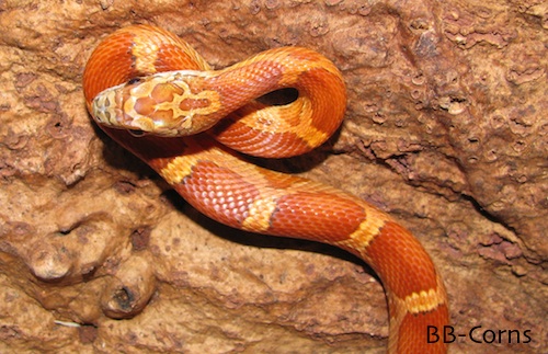Belisama