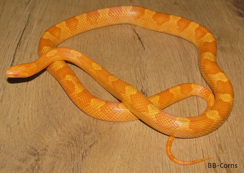Goldmarie