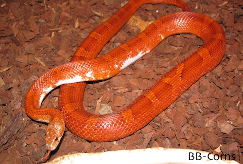 Indi