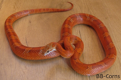 Sanguis