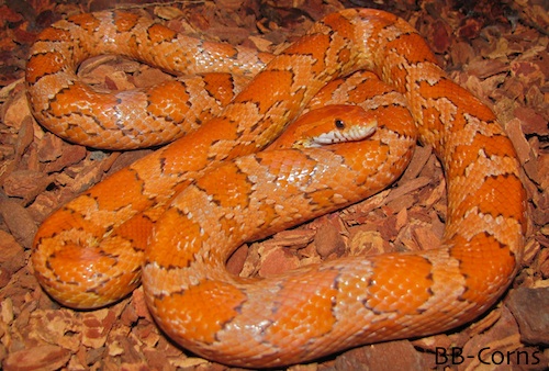 Schakra