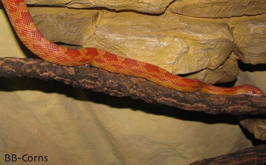 Vulcano