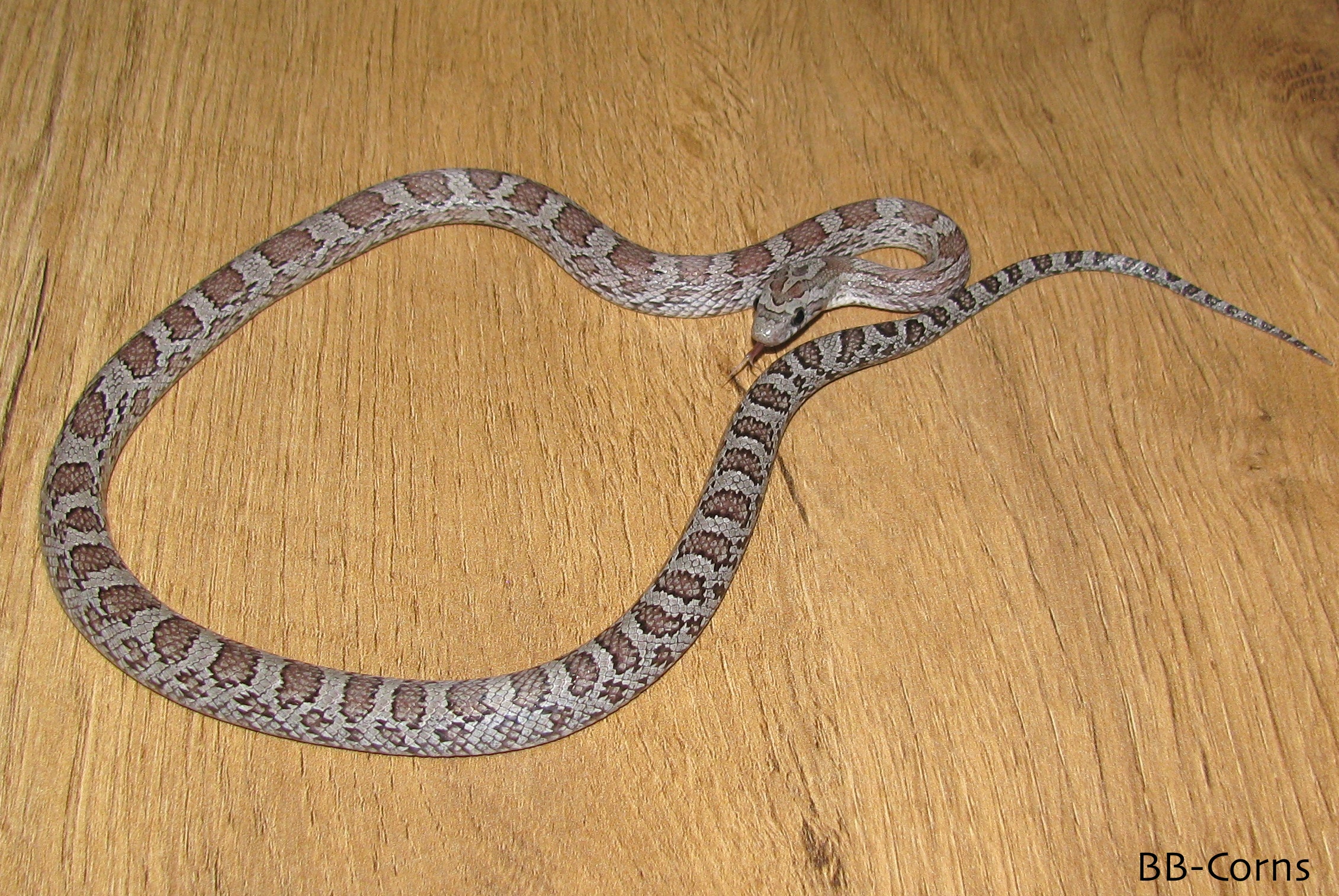 Zanto